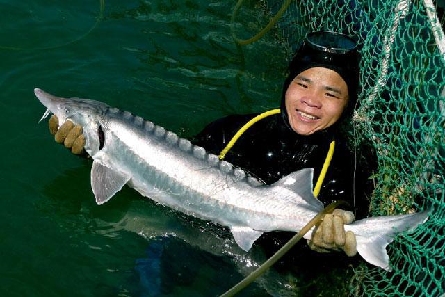Sturgeon farming in Dak Lak